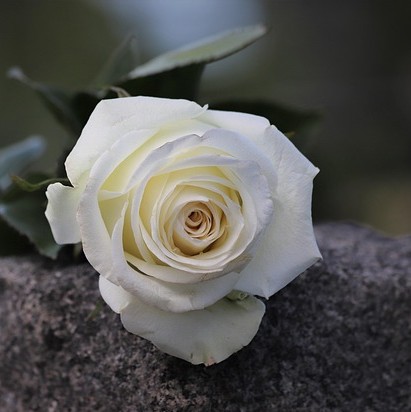 single white rose